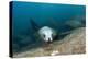 Californian Sea Lion (Zalophus Californianus)-Reinhard Dirscherl-Premier Image Canvas