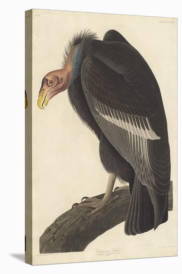 Californian Vulture, 1838-John James Audubon-Premier Image Canvas