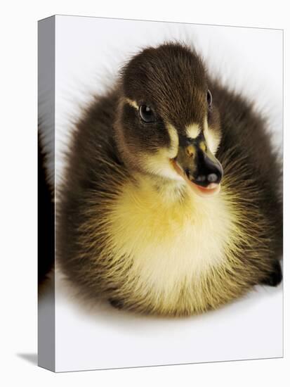 Call Duck Duckling-Martin Harvey-Premier Image Canvas