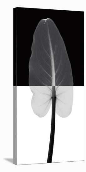 Calla Leaf I (oversize)-Steven N^ Meyers-Stretched Canvas