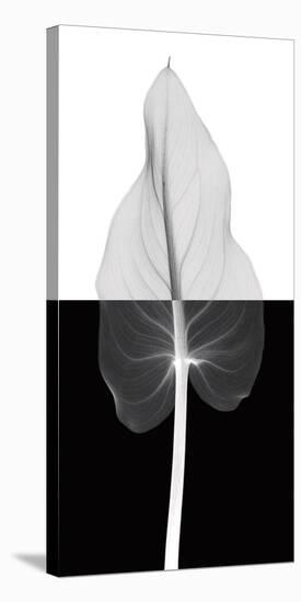 Calla Leaf II (oversize)-Steven N^ Meyers-Stretched Canvas