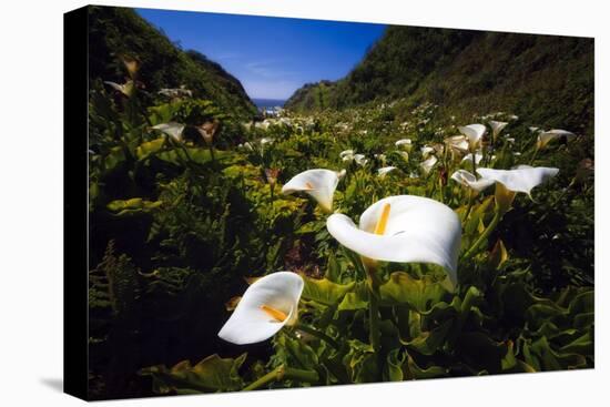 Calla Lilies in Garrapata Creek-George Oze-Premier Image Canvas