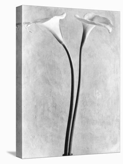 Calla Lilies, Mexico City, 1925-Tina Modotti-Premier Image Canvas