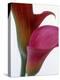 Calla Lilies (Zantedeschia), Two Flowers, Close-Up-null-Premier Image Canvas