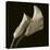 Calla Lilies-Michael Harrison-Stretched Canvas