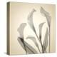 Calla Lilies-Judy Stalus-Stretched Canvas