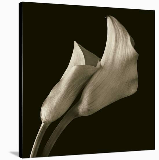 Calla Lilies-Michael Harrison-Stretched Canvas