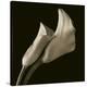 Calla Lilies-Michael Harrison-Stretched Canvas