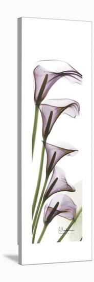 Calla Lily Blooms-Albert Koetsier-Stretched Canvas