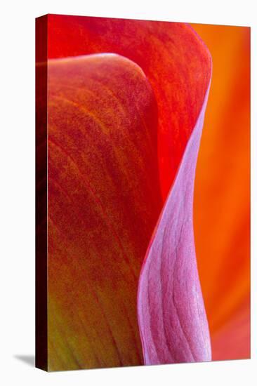 Calla Lily Curves III-Doug Chinnery-Premier Image Canvas