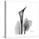 Calla Lily Gray 2-Albert Koetsier-Stretched Canvas