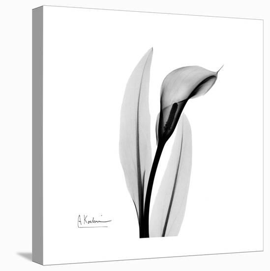 Calla Lily Gray 3-Albert Koetsier-Stretched Canvas