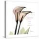 Calla Lily Happiness-Albert Koetsier-Stretched Canvas