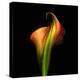 Calla Lily I-Magda Indigo-Premier Image Canvas