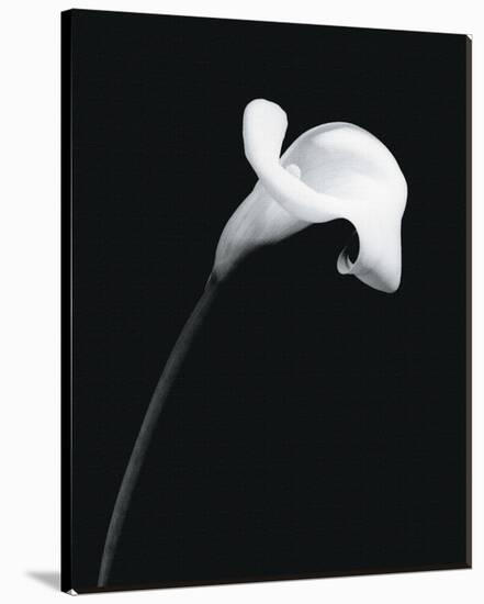 Calla Lily II-Sara Liu-Stretched Canvas