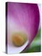 Calla Lily in Fuquay Varina, North Carolina-Melissa Southern-Premier Image Canvas