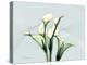 Calla Lily L275-Albert Koetsier-Stretched Canvas