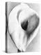 Calla Lily, Mexico City, 1925-Tina Modotti-Premier Image Canvas