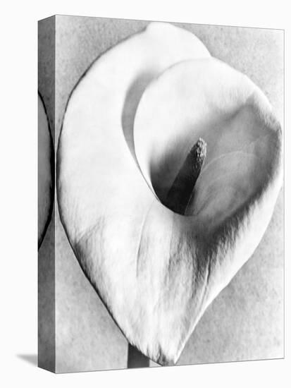 Calla Lily, Mexico City, 1925-Tina Modotti-Premier Image Canvas