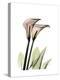 Calla Lily Portrait-Albert Koetsier-Stretched Canvas