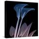 Calla Lily Purp and Black-Albert Koetsier-Stretched Canvas