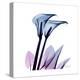 Calla Lily Purp-Albert Koetsier-Stretched Canvas