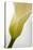 Calla Lily (Zantedeschia Aethiopica)-Maria Mosolova-Premier Image Canvas