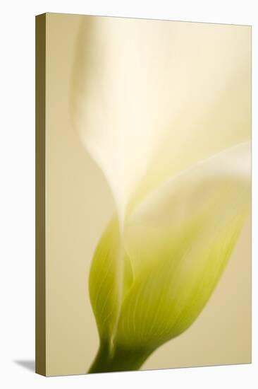 Calla Lily (Zantedeschia Aethiopica)-Maria Mosolova-Premier Image Canvas