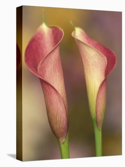 Calla Lily-Adam Jones-Premier Image Canvas