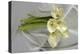 Calla Lily-Anna Miller-Premier Image Canvas