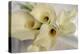 Calla Lily-Anna Miller-Premier Image Canvas