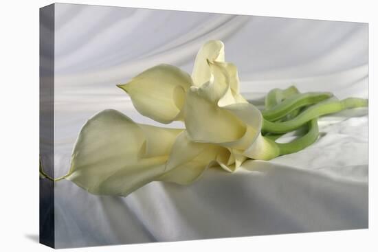 Calla Lily-Anna Miller-Premier Image Canvas