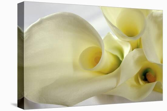 Calla Lily-Anna Miller-Premier Image Canvas