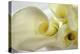 Calla Lily-Anna Miller-Premier Image Canvas