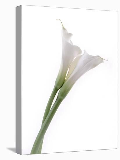 Calla Lily-Anna Miller-Premier Image Canvas