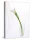 Calla Lily-Anna Miller-Premier Image Canvas