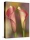 Calla Lily-Adam Jones-Premier Image Canvas