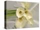 Calla Lily-Anna Miller-Premier Image Canvas