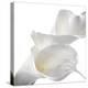 Calla Lily-Anna Miller-Premier Image Canvas