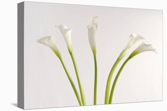 Calla Lily-Anna Miller-Premier Image Canvas