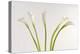 Calla Lily-Anna Miller-Premier Image Canvas