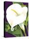 Calla Lily-David Chestnutt-Premier Image Canvas