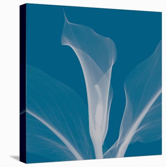 Calla/Silver (small)-Steven N^ Meyers-Stretched Canvas