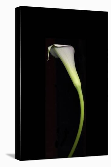 Calla Study-Anna Miller-Premier Image Canvas