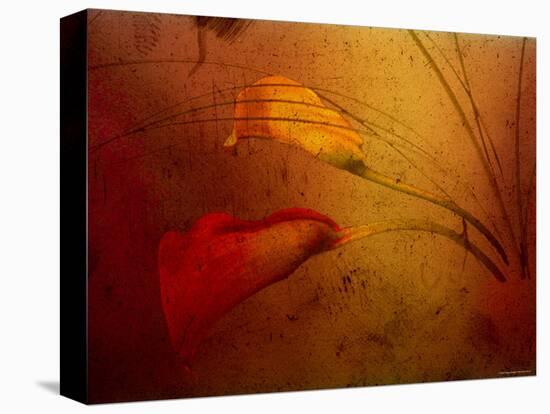 Callas-Katherine Sanderson-Premier Image Canvas