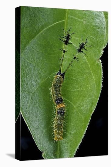 Callicore Cynosura Amazona (Bd Butterfly, Cynosura Eighty-Eight) - Caterpillar with its Barded Spik-Paul Starosta-Premier Image Canvas