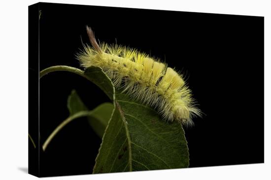 Calliteara Pudibunda (Pale Tussock Moth, Red Tail Moth) - Caterpillar-Paul Starosta-Premier Image Canvas