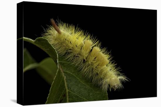 Calliteara Pudibunda (Pale Tussock Moth, Red Tail Moth) - Caterpillar-Paul Starosta-Premier Image Canvas