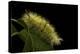 Calliteara Pudibunda (Pale Tussock Moth, Red Tail Moth) - Caterpillar-Paul Starosta-Premier Image Canvas