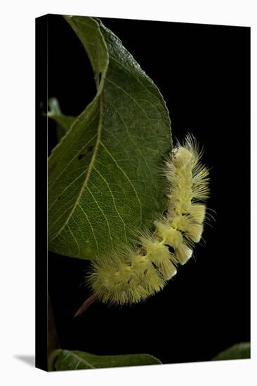 Calliteara Pudibunda (Pale Tussock Moth, Red Tail Moth) - Caterpillar-Paul Starosta-Premier Image Canvas